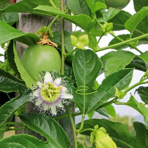 20 Samen der Passionsfrucht, Passiflora - Edulis