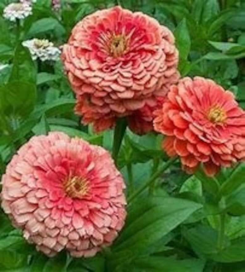 Купить Марианские Цинии Семена