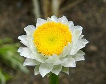 50 seeds Everlasting Sandflower FLOWER, Ammobium Alatum