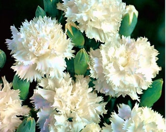 40 seeds White carnation "Grenadin", Clove pink, Dianthus Caryophyllus