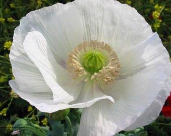 50 Seeds  Sissinghurst White Poppy, Papaver somniferum