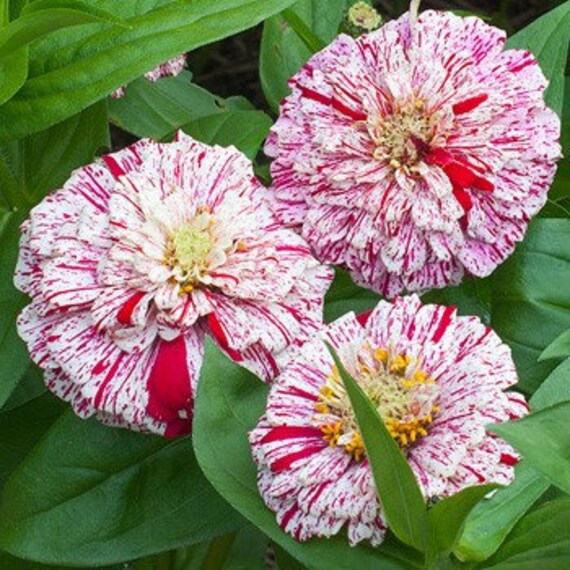 30 Seeds Zinnia Elegans White & Red Flower | Etsy UK