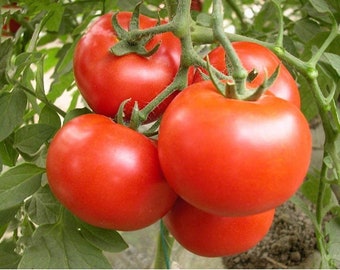 30 Samen große süße Strauchtomaten