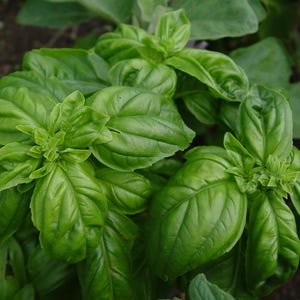 30 zaden Basil Classic