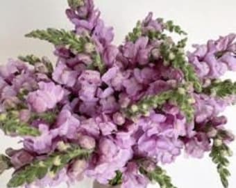 25 seeds Tall Snapdragon, Antirrhinum Potomac Lavender