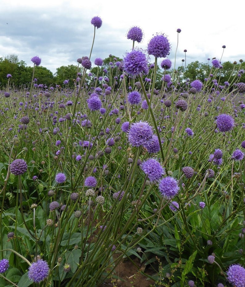 20 seeds Native wild flower, Devil's Bit Scabious, Succisa pratensis image 2