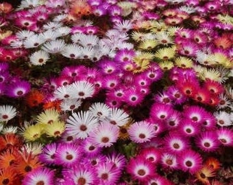 Mesembryanthemum Harlequin 200 Seeds Flowers Spectacular Mesembryanthemum Harlequin 200 Seeds Flowers Spectacular