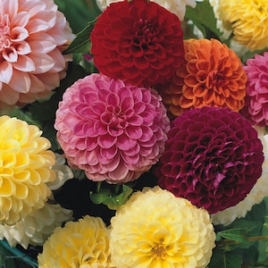 30 semi di Dahlia Pompon Double misti