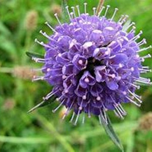 20 seeds Native wild flower, Devil's Bit Scabious, Succisa pratensis image 1