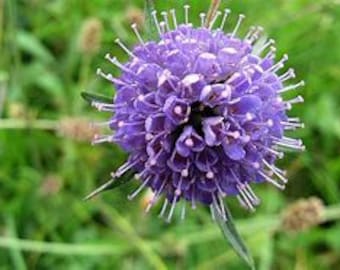 20 seeds Native wild flower,  Devil's Bit Scabious, Succisa pratensis