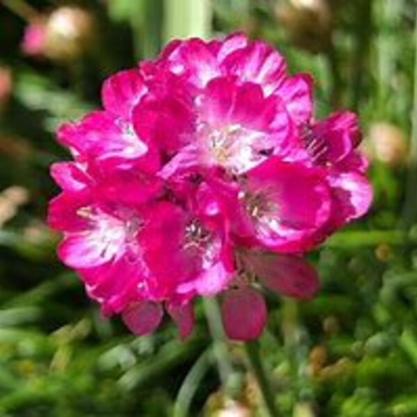 25 Samen Armeria maritima Splendens