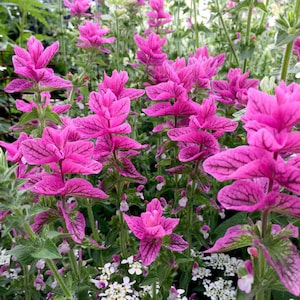 50 seeds Salvia, Pinky Clary