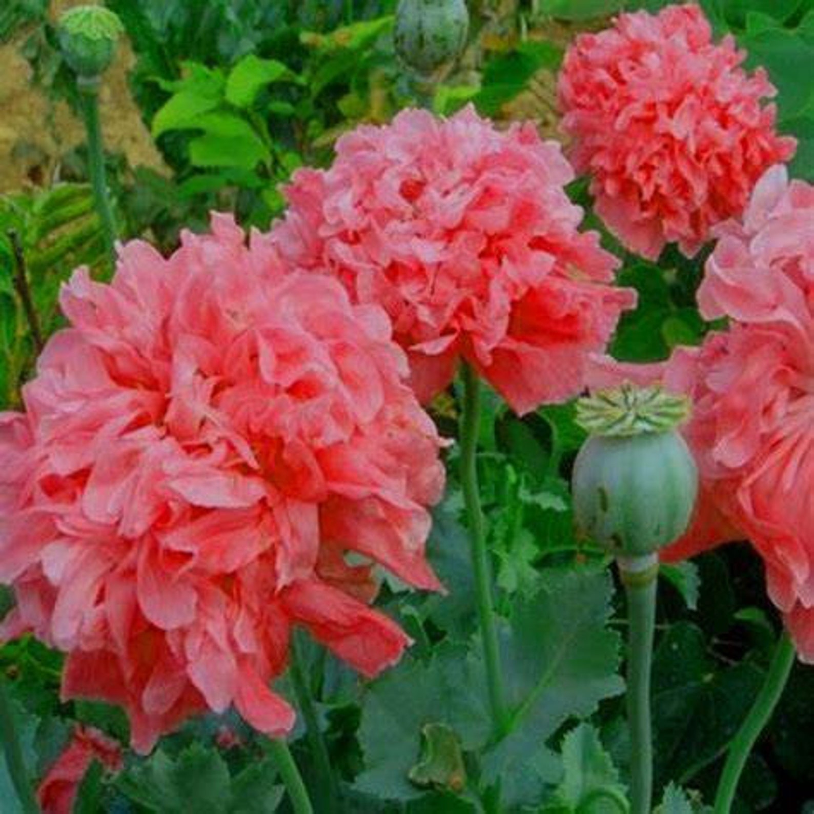 50 Seeds Frosted Salmon Peony Poppy Somniferum, Papaver Etsy UK