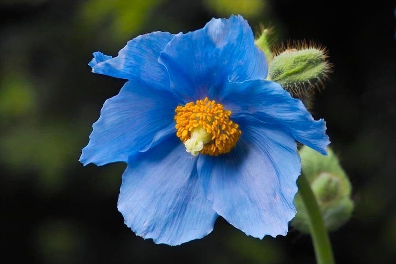 12 graines de pavot bleu tibétain de l'Himalaya, Meconopsis betonicifolia image 1