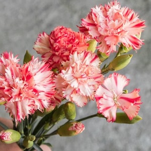 40 seeds Orange Sherbet Carnation, Dianthus Caryophyllus
