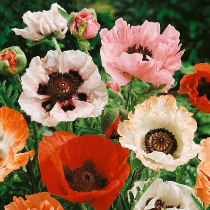 40 SEEDS New Hybrids Oriental poppy Papaver Orientale image 1