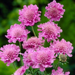 20 seeds Rose Scabious, Scabiosa atropurpurea