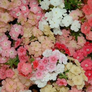 40 seeds Coral Reef Phlox, Phlox drummondii