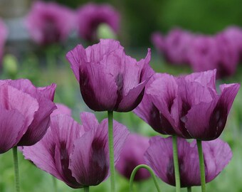 50 graines de Bleu Hongrois, Papaver Somniferum