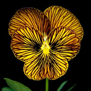 Puede incluir: Una flor de pensamiento amarilla y marrón con rayas marrones oscuras en los pétalos. La flor está enfocada contra un fondo negro.