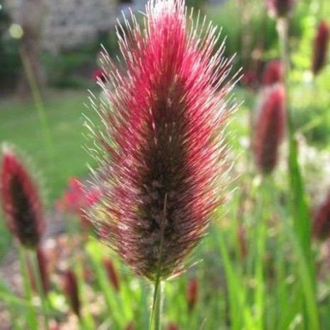 bede mærke naturpark 20 Seeds Red Buttons/ Red Bunny Tails Pennisetum Thunbergii - Etsy Israel