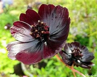 5 seeds Black Magic Chocolate Cosmos, Cosmos atrosanguineus