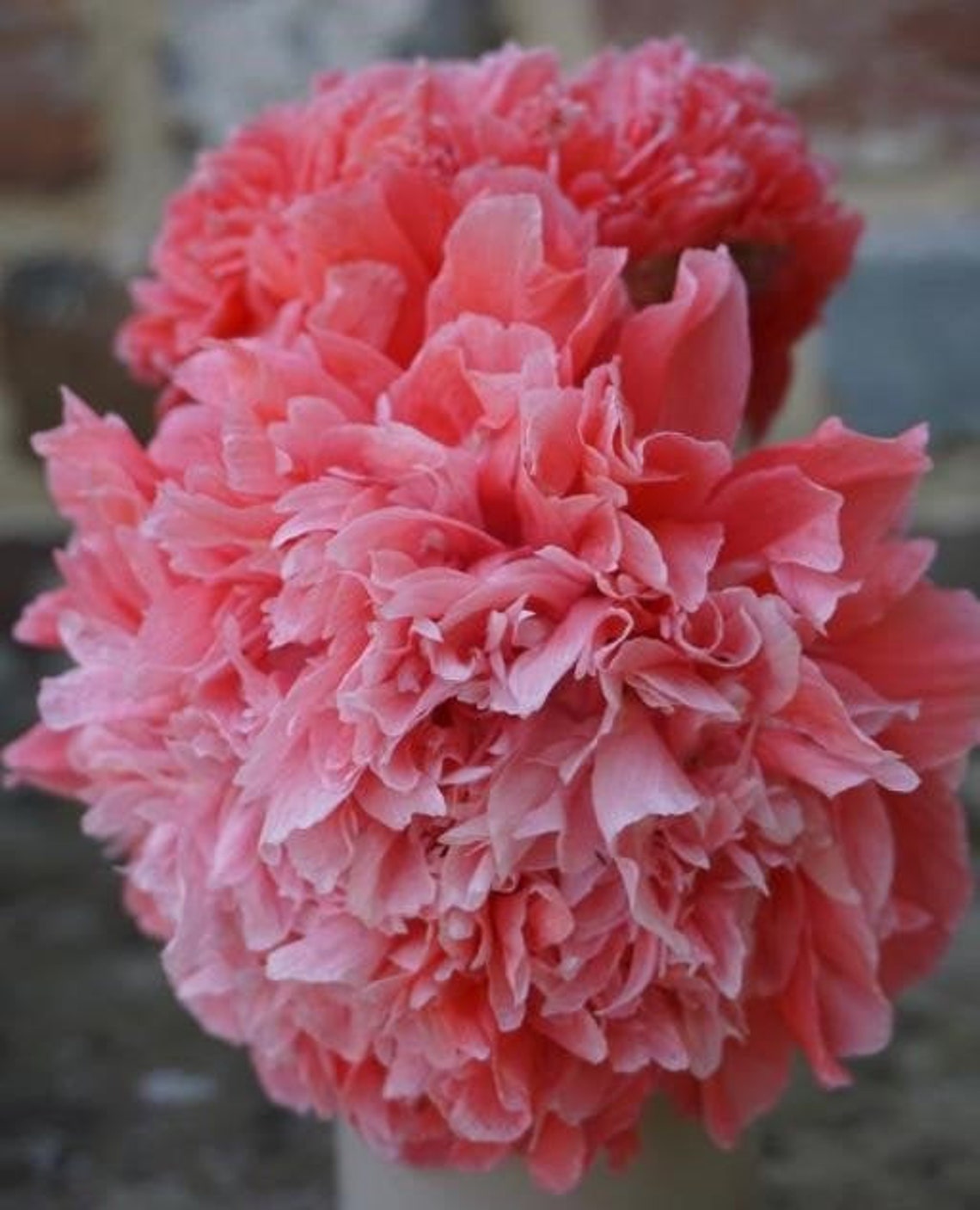 50 Seeds Frosted Salmon Peony Poppy Somniferum, Papaver Etsy UK