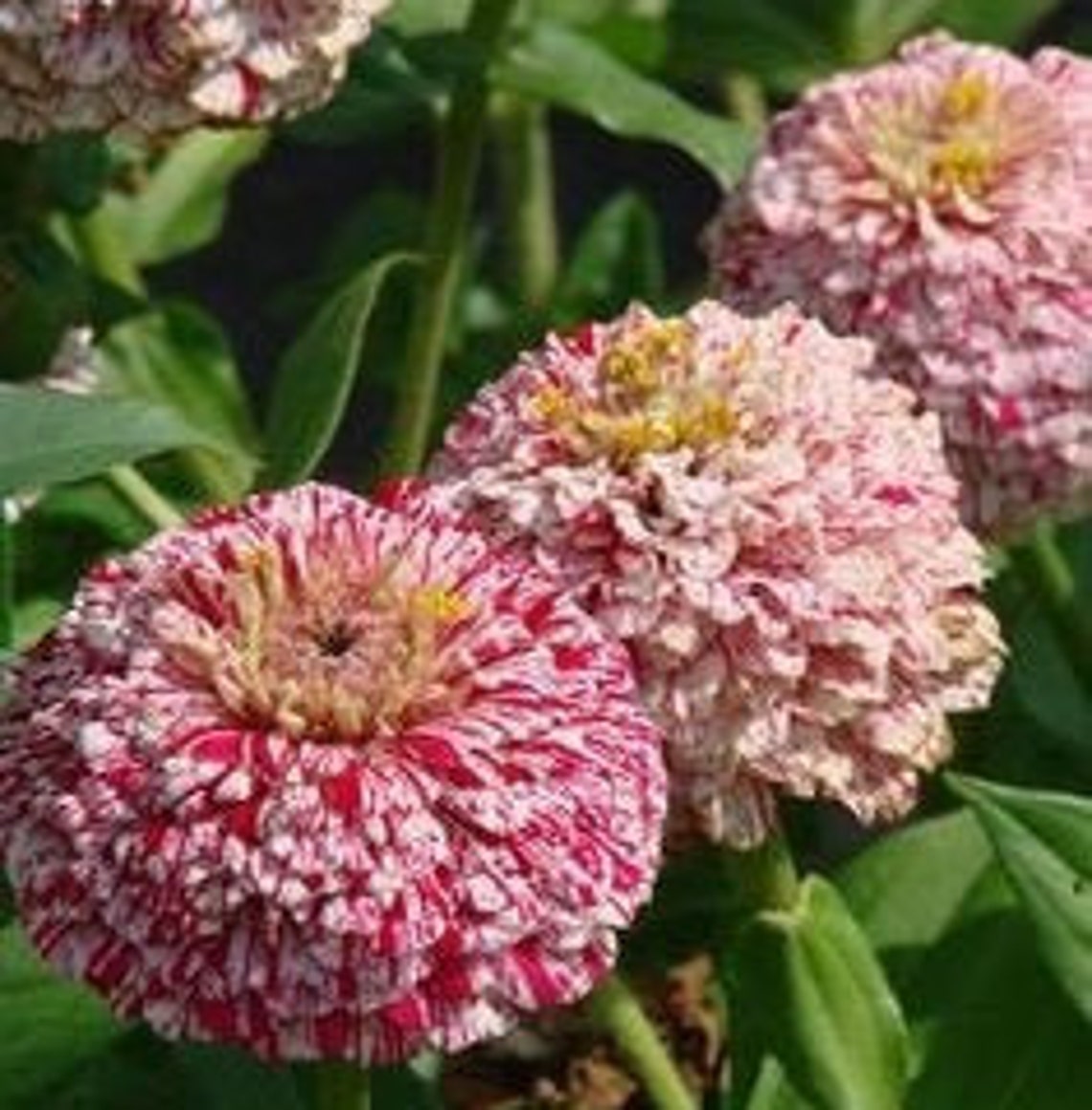 30 Seeds Zinnia Elegans, White & Red Flower - Etsy UK