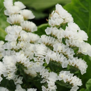 30 seeds Supreme White Statice, Limonium sinuatum image 1