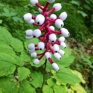 Op de afbeelding: Een close-up van een witte bloem met rode stelen en witte bessen die op ogen lijken. De bloem wordt omringd door groene bladeren.