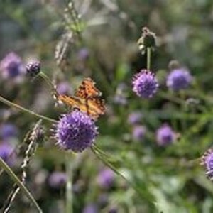 20 seeds Native wild flower, Devil's Bit Scabious, Succisa pratensis image 4