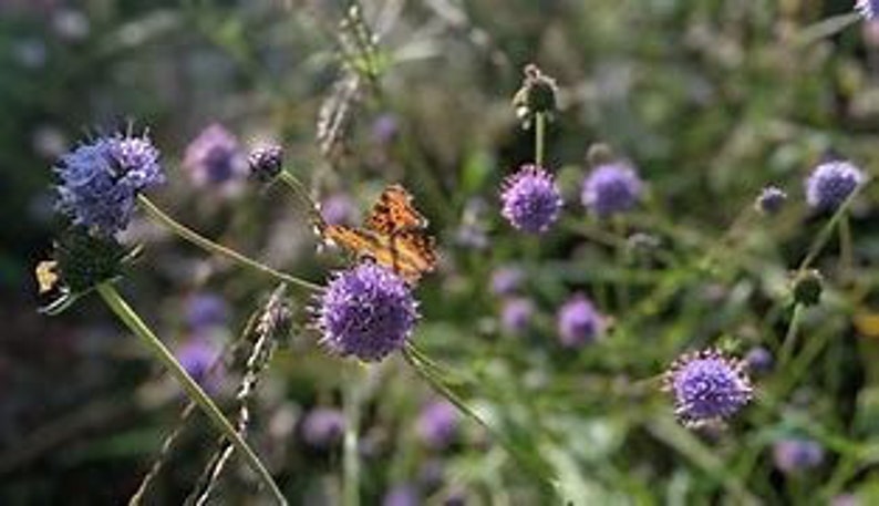 20 seeds Native wild flower, Devil's Bit Scabious, Succisa pratensis 画像 4