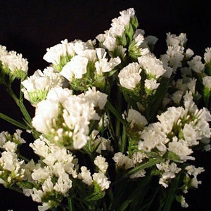 30 seeds Supreme White Statice, Limonium sinuatum image 5