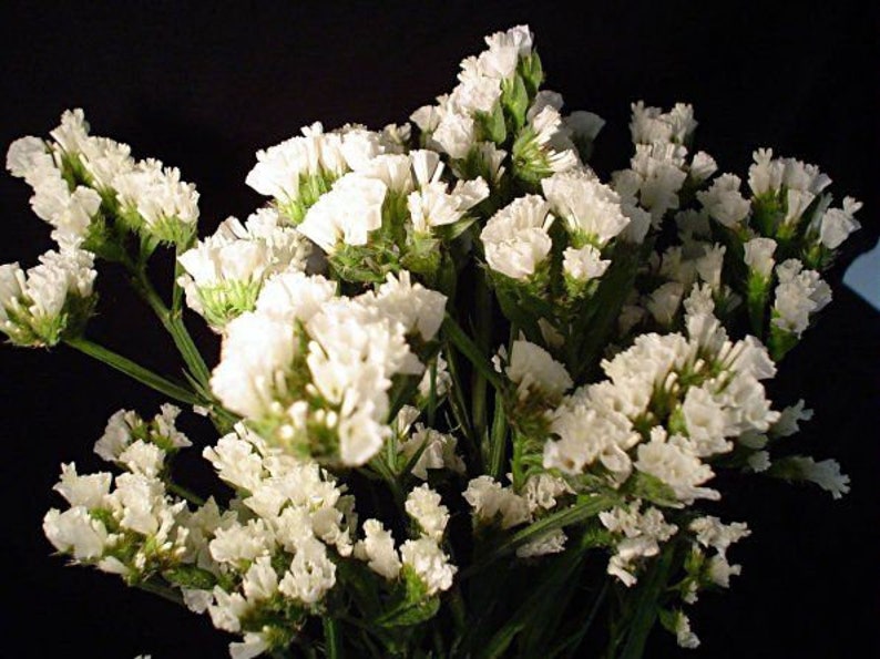 30 seeds Supreme White Statice, Limonium sinuatum image 5