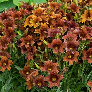 20 sementes de cor única Salpiglossis Café au Lait