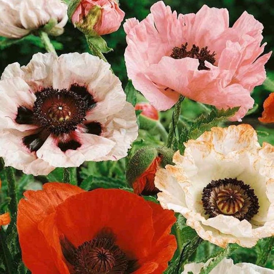 Papaver Orientali 10000 Semi Semi Di Papavero Orientale (Papaver Orientale) - Miscela Di Colori, 10.000 Semi Sfusi Per Giardino Poppy Flower Papaver Orientali 10000 Semi Semi Di Papavero Orientale (Papaver Orientale) - Miscela Di Colori, 10.000 Semi Sfusi Per Giardino Poppy Flower