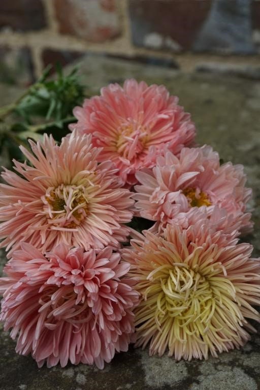 Home & Hobby 25 seeds King Size Apricot China Aster Callistephus Chinensis Plants Floral