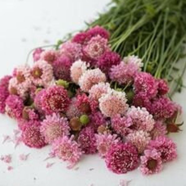 20 semillas de rosa escabiosa, Scabiosa atropurpurea