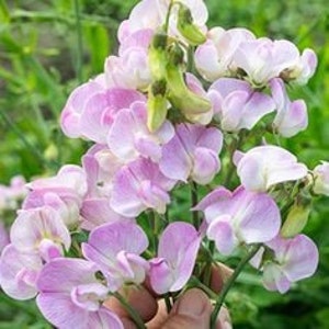 20 seeds Pink Pearl, LATHYRUS latifolius image 4