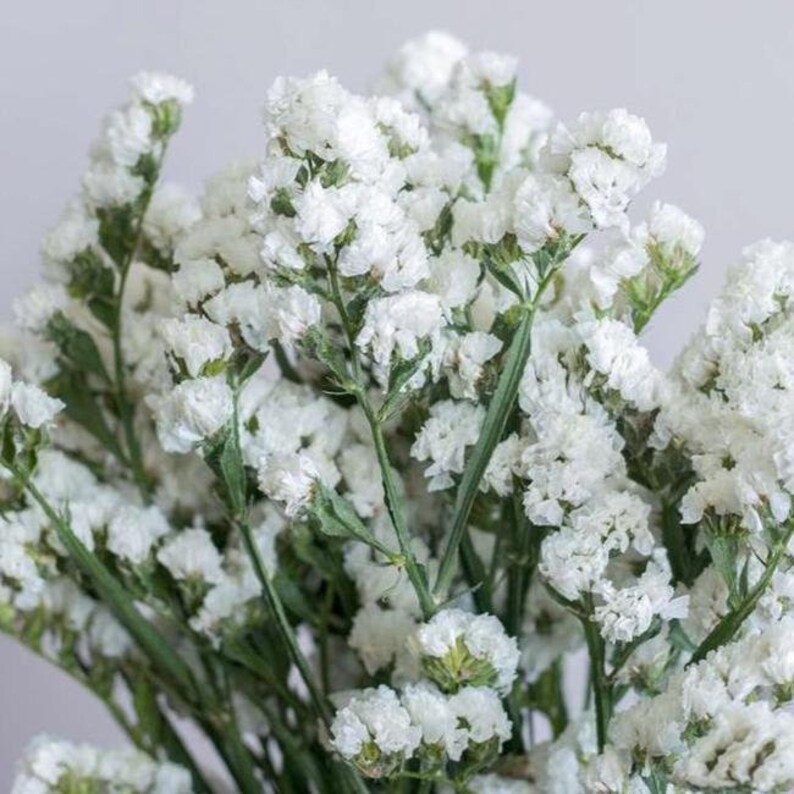 30 seeds Supreme White Statice, Limonium sinuatum image 4