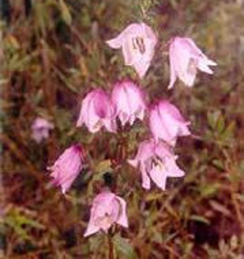 10 seeds Manipur Lily, LILIUM mackliniae image 5