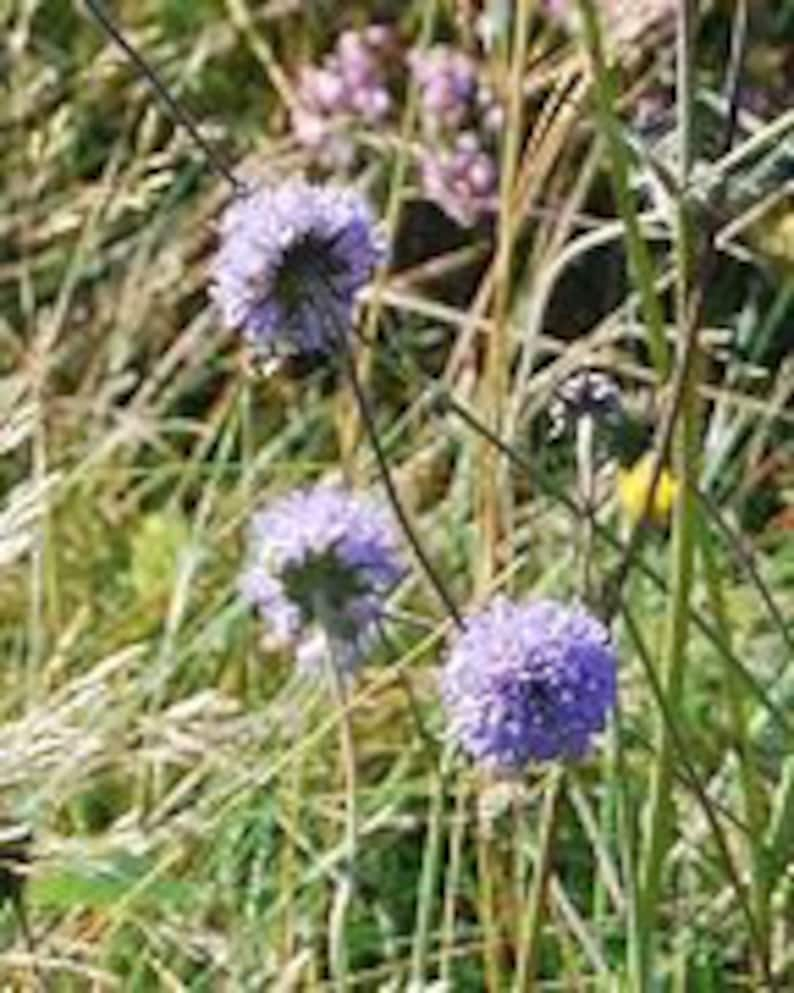 20 seeds Native wild flower, Devil's Bit Scabious, Succisa pratensis image 5