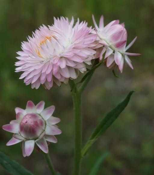 50 Seeds Silvery Rose Strawflower Paper Daisy, Helichrysum Bracteatum