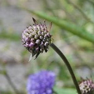 20 seeds Native wild flower, Devil's Bit Scabious, Succisa pratensis 画像 3