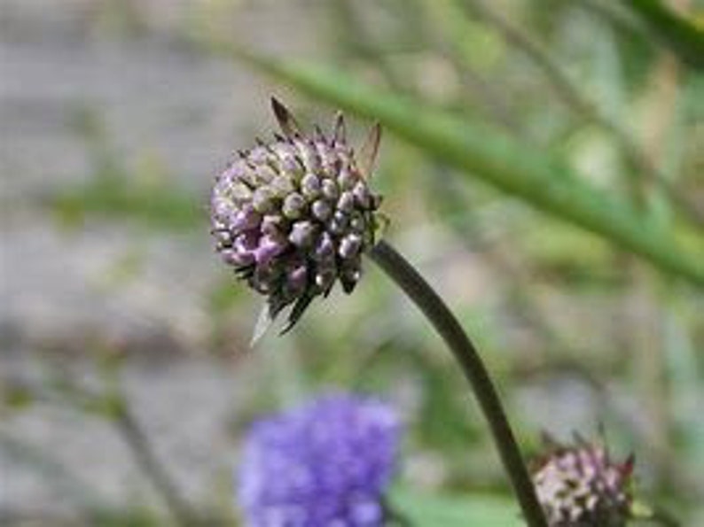 20 seeds Native wild flower, Devil's Bit Scabious, Succisa pratensis image 3