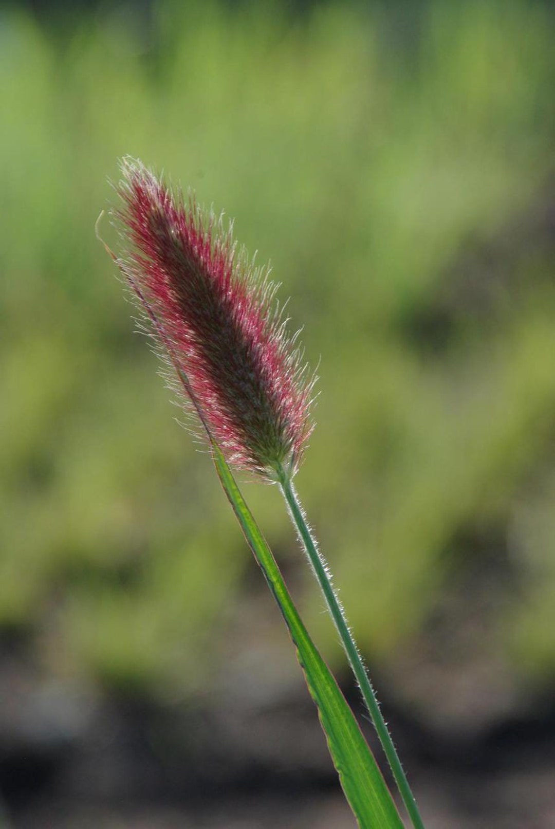 20 Seeds Red Buttons/ Red Bunny Tails, Pennisetum Thunbergii - Etsy UK