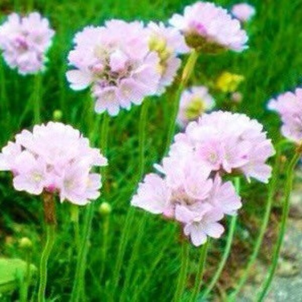 25 seeds Armeria maritima Thrift, Sea Pink