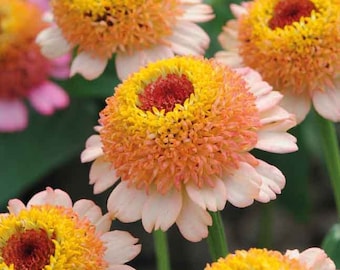 20 semillas de Melocotón Zinderella, Zinnia elegans