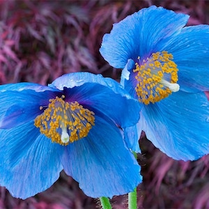 12 graines de pavot bleu tibétain de l'Himalaya, Meconopsis betonicifolia image 2