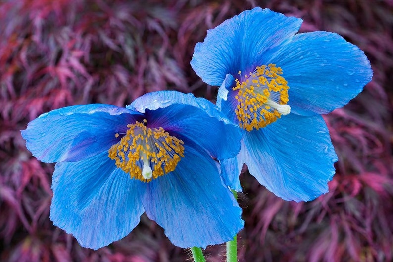 12 graines de pavot bleu tibétain de l'Himalaya, Meconopsis betonicifolia image 2